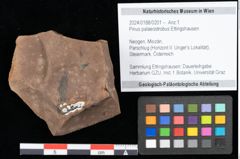 Foto (Objekt + Etikett) von Pinus palaeostrobus Ettingshausen (NHMW-GEO-2024-0188-0201)